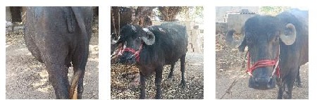 ભેસ વેચવાની મહિના દિવસની કાચી