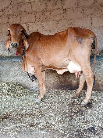 ગાયદેવાનીસે