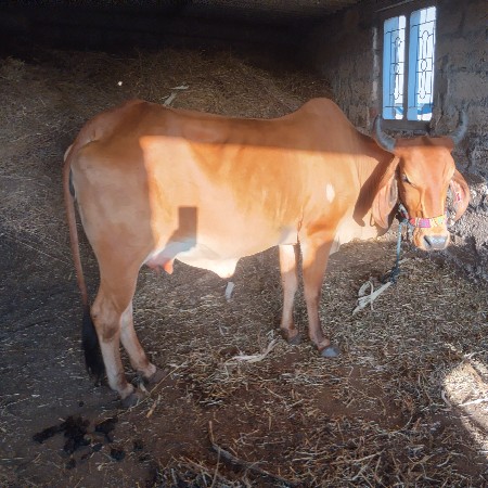 પેલું વેતર હોડકી