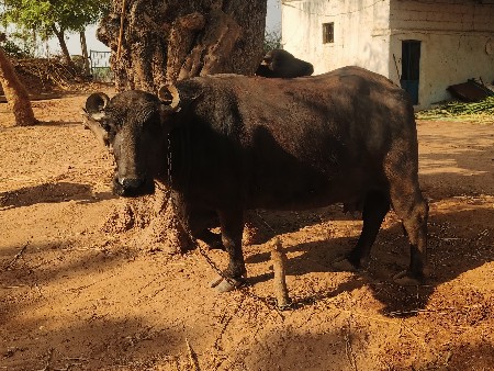 9974621234