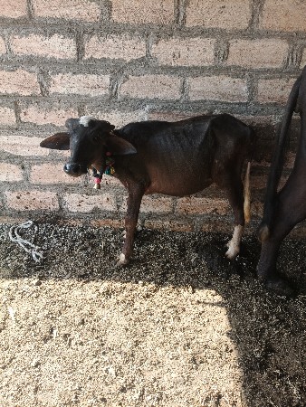 નવમનાની