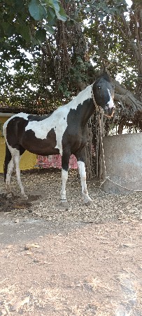 કાળી બાવળી ઘોડી વેચવાની છે
