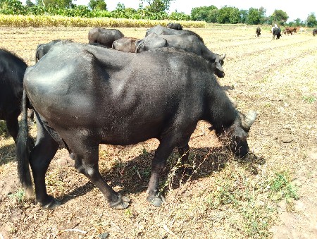 9723197610. ફોન કરો