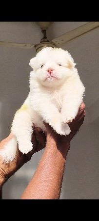 કૂતરો