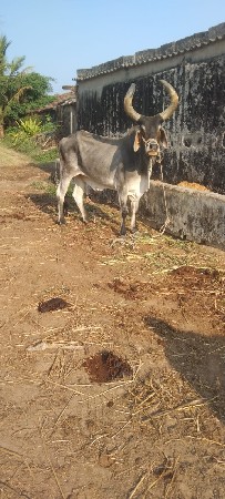 જવાબદારી વારો બળદ