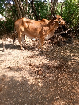 3, ઞાય વેશવાની છે