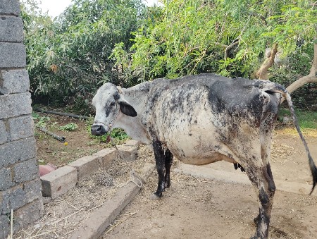 2 ગાય વેચવાની સે