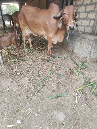 ગીર ગાય ૧ વેતર વિયાણ