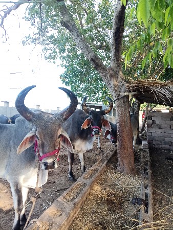 આ બળદ વેચવાના છે