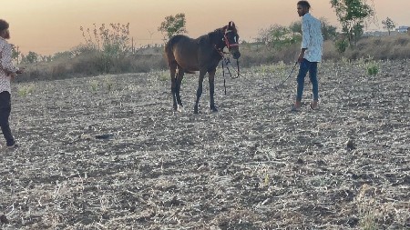 આ વશેરો વેચવાનો છે
