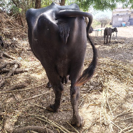 ભેંસ વેચવાની છે