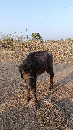પાડી વેચવાની છે