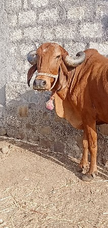 ગાય વેચવાની છે