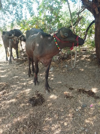 બિલકુલ વેચવાની છે