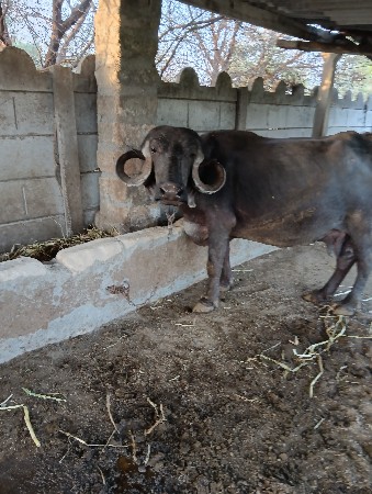 ભેસ વેચવાની સે