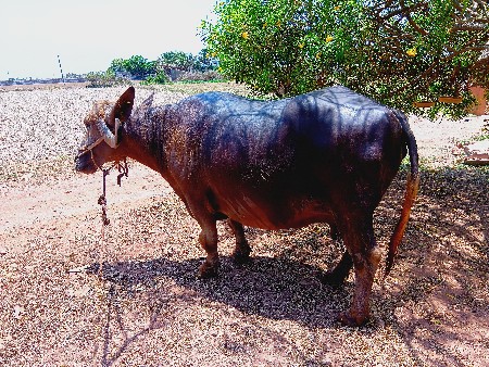 bhs vachvane