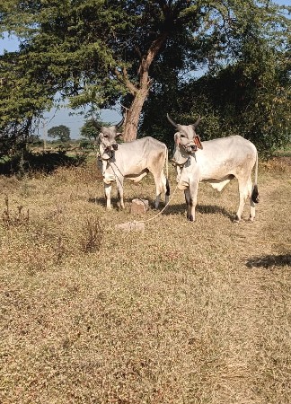 ગોઢલા વેચવાના છે