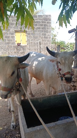 ગોઠલ