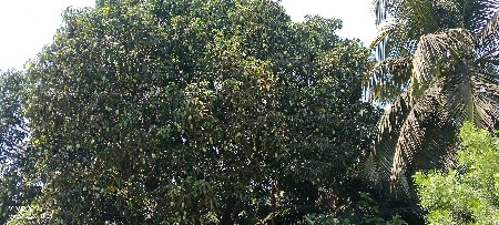 દેશી આંબા વેચવાના છે