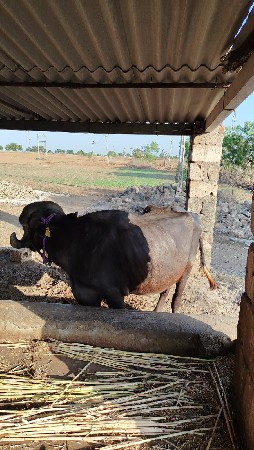 ખડેલી