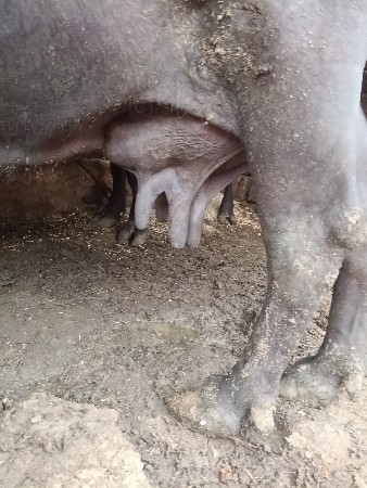 ભેંસ વેચવાના છે