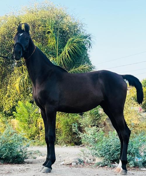 Beautiful filly: SHURYMANI