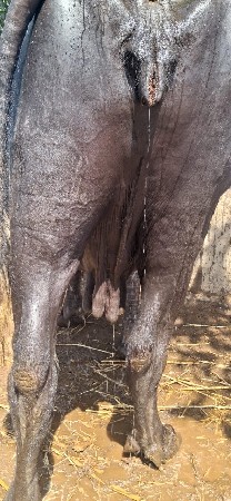 વેચવાની સે