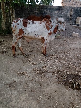 ગાય વેચવાની છે