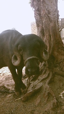 આ પાડો વેચવો છે 
કિંમત 158000
