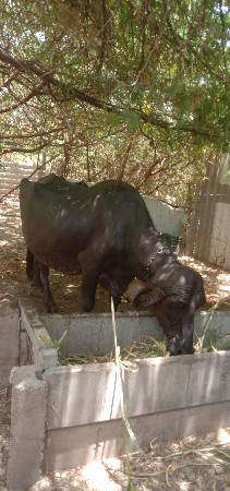 આ ભેંશ વેચવાની છે