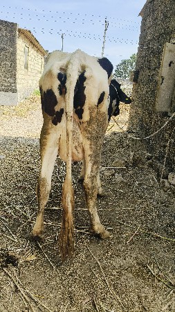 hf ક્રોસ