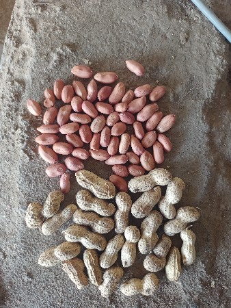 મગફળી બિયારણ 39 નંબર
