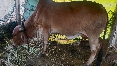 ગાય દેહણ વેતર ઉપર