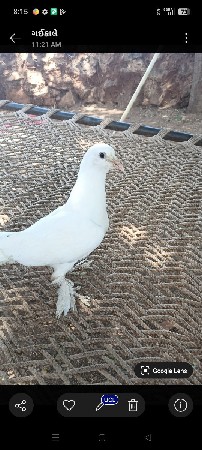 એક જોડ કબુતર વેચવાના છે