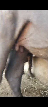 પ્રેલાવેતનિ ખળેલિ