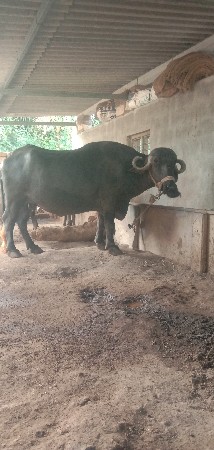 વેચવી ખડેલી