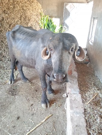 ખડેલી વેચવાની છે
