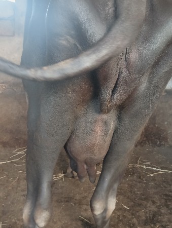 ભેંસ વેચવાની છે