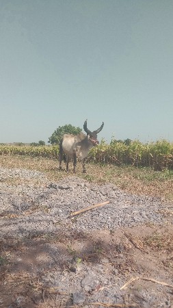 ગોધલાવેચ્ચવાનાછેલેવાનાહોતોકેજો
