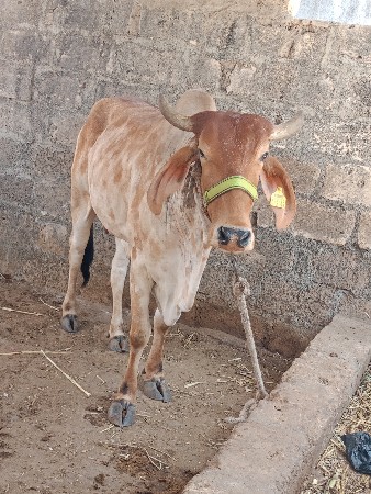 gay veshvani chhe