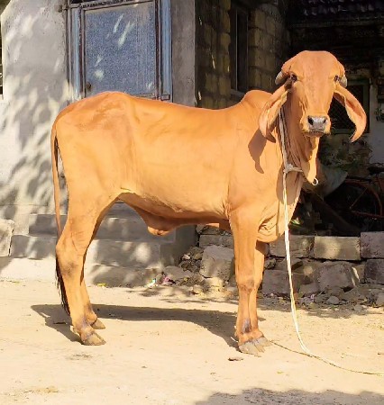 વાછડી વેચવાની છે