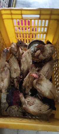 kokrel 9 nang