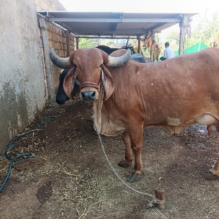 ગાય વેચવાની છે