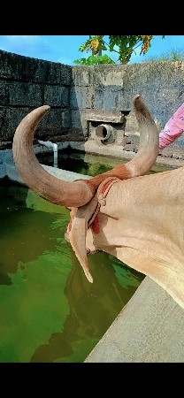2 વાવણી હાલેલ છે