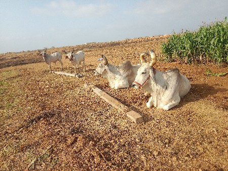 બે જોડે વેચવાની છે બળદની બધી જવાબદ