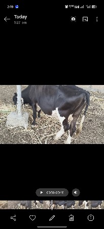 2 ગાય દેવાની છે સાવ સોજી