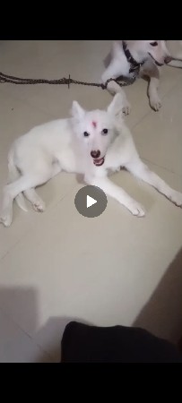 કુતરી વેચવાની છે