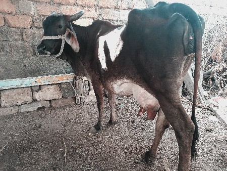 ગાય વેચવાની છે/2/3/દિવસની કાચી