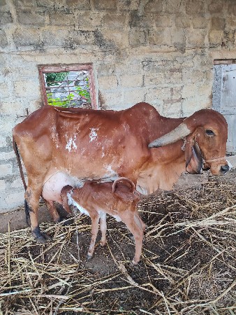 ગીર ગાય