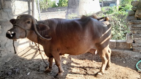 ભેંસ વેચવાની છે